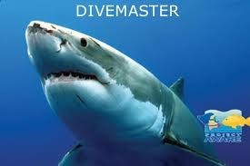 Potapljaški tečaj PADI DM - morski pes